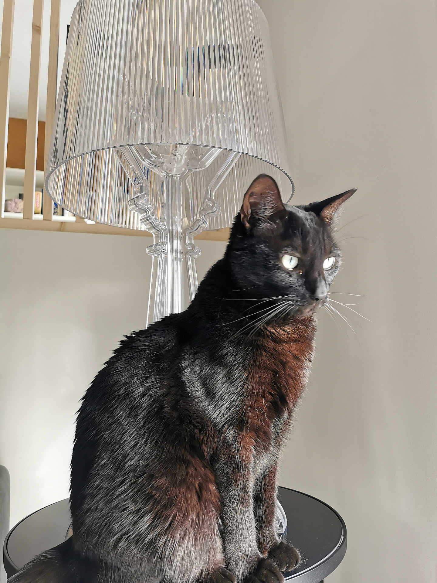 Salem participe au concours pour gagner de l'argent avec cette photo : cat, black_cat, pet, animal, feline, indoor, lamp, modern_lamp, table, round_table, fur, whiskers, sitting, side_view, natural_light, shadow, minimalism, home_decor, domestic_animal, quiet