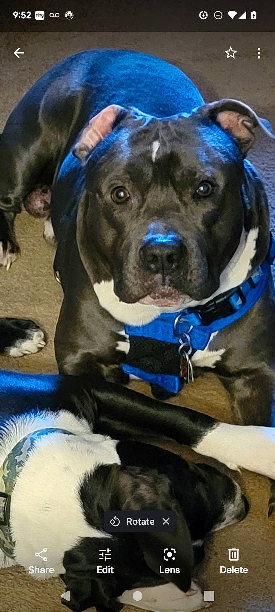 Hulk is registered to the contest to win money with this photo: blue, carnivore, collar, companion_dog, dog, dog_breed, dog_collar, dog_supply, electric_blue, fawn, fur, guard_dog, molosser, non_sporting_group, pet_supply, snout, sporting_group, working_animal, working_dog