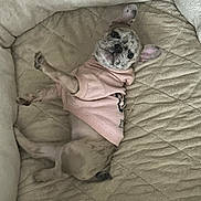 Bella joined the competition — help win amazing prizes! dog, puppy, french_bulldog, pink_hoodie, pet_bed, beige, quilted, relaxed, cute, indoor, pet, animal, ears_up, looking_up, small_dog, cozy, fur, lying_down, adorable, companion