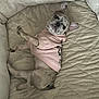 dog, puppy, french_bulldog, pink_hoodie, pet_bed, beige, quilted, relaxed, cute, indoor, pet, animal, ears_up, looking_up, small_dog, cozy, fur, lying_down, adorable, companion