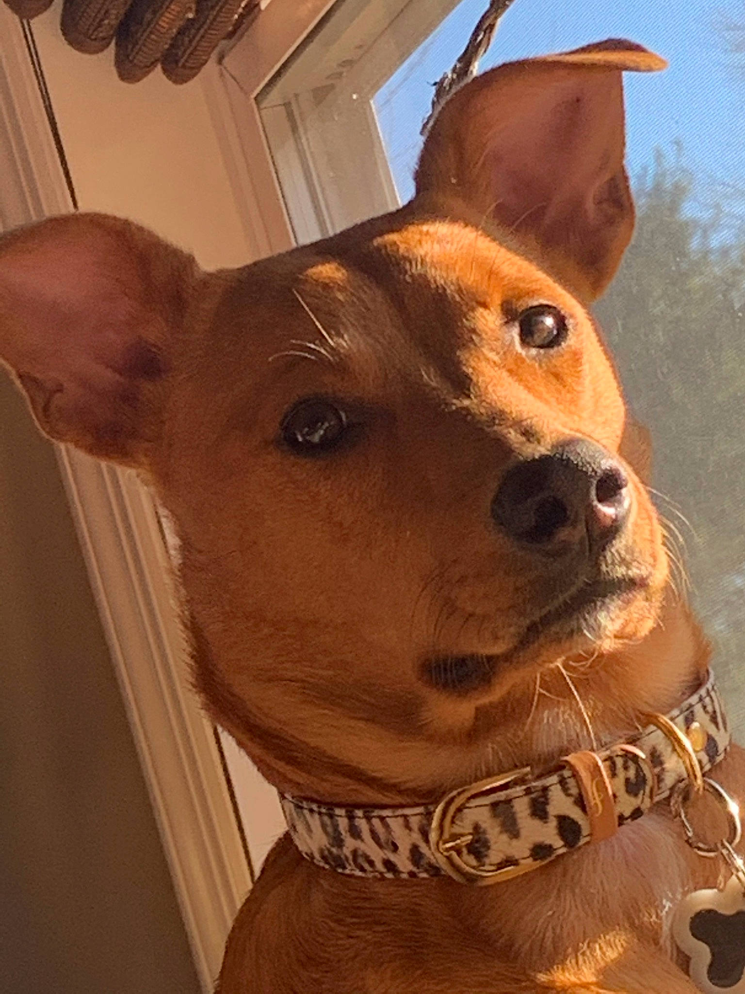 Lulu is registered to the contest to win money with this photo: ancient_dog_breeds, canidae, carnivore, dog, dog_breed, ear, fawn, mammal, pariah_dog, snout, vertebrate, whiskers