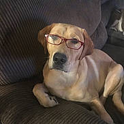 Loki joined the competition — help win amazing prizes! dog, labrador, glasses, couch, indoor, pet, brown, relaxed, seated, canine, furniture, companion, mammal, domestic_animal, portrait, face, whiskers, ears, nose, paw