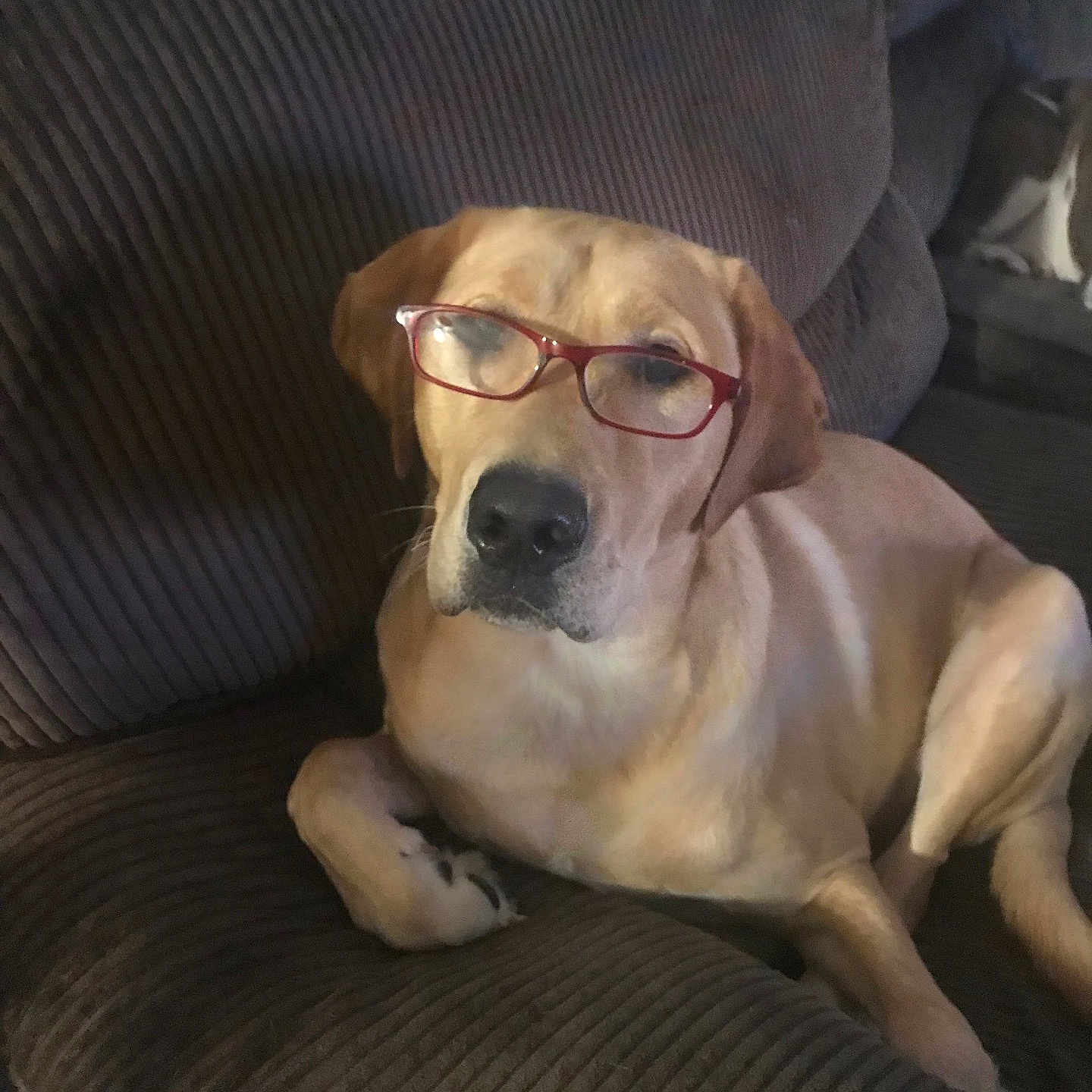 Loki joined the competition — help win amazing prizes! brown, canine, companion, couch, dog, domestic_animal, ears, face, furniture, glasses, indoor, labrador, mammal, nose, paw, pet, portrait, relaxed, seated, whiskers