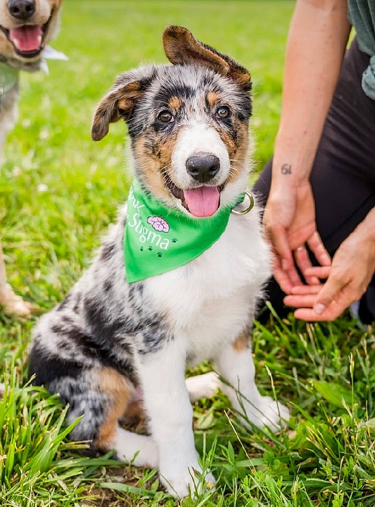 Gator is registered to the contest to win money with this photo: ancient_dog_breeds, carnivore, collar, companion_dog, dog, dog_breed, dog_collar, fur, grass, grassland, green, happy, herding_dog, lawn, leash, plant, shorts, sporting_group, whiskers, working_dog