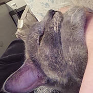Peanut Butter is registered to the contest to win money with this photo: animal, arm, cat, close_up, comfort, companion, cozy, cute, domestic_animal, feline, floral_pattern, fur, gray_cat, indoor, person, pet, pillow, relaxed, resting, sleepy