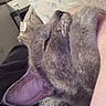Peanut Butter is registered to the contest to win money with this photo: cat, gray_cat, pet, animal, close_up, resting, relaxed, indoor, person, arm, pillow, floral_pattern, feline, fur, sleepy, comfort, companion, cute, domestic_animal, cozy