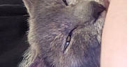 Peanut Butter is registered to the contest to win money with this photo: cat, gray_cat, sleepy, close_up, pet, animal, feline, ears, whiskers, face, person_arm, couch, fabric, indoor, resting, cozy, comfort, relaxed, home, nap