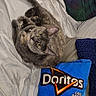 bed, blanket, blue_bag, cat, chips, cool_ranch, cozy, curious, cute, doritos, feline, food, fur, indoor, looking_up, pet, pillow, resting, snack, soft