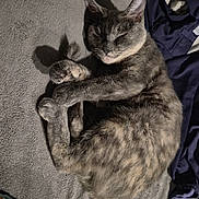 Peanut Butter is registered to the contest to win money with this photo: cat, sleeping, curled_up, gray_blanket, indoor, relaxed, feline, pet, fur, resting, cozy, animal, soft_texture, clothing, colorful_fabric, domestic, peaceful, cute, quiet, napping