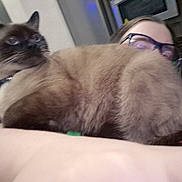 Ghoste joined the competition — help win amazing prizes! cat, siamese_cat, indoor, person, glasses, face, fur, pet, domestic, kitchen, appliance, cabinet, blur, closeup, comfort, relaxation, animal, human, cuddle, home