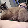 animal, appliance, blur, cabinet, cat, closeup, comfort, cuddle, domestic, face, fur, glasses, home, human, indoor, kitchen, person, pet, relaxation, siamese_cat