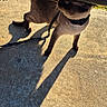 Ghoste is registered to the contest to win money with this photo: cat, siamese_cat, leash, concrete, shadow, outdoor, sunlight, sidewalk, animal, pet, curious, whiskers, collar, nature, ground, daylight, mammal, walking, closeup, feline