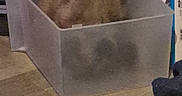 Ghoste is registered to the contest to win money with this photo: animal, pet, dog_or_cat, plastic_bin, container, brown_fur, floor, indoor, household, storage, back_view, translucent, tile_floor, furniture, domestic, curious, hidden_face, cozy, small_space, paw_print_shadow
