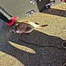 Ghoste is registered to the contest to win money with this photo: cat, siamese_cat, leash, playground, shadow, sneakers, outdoor, sunlight, texture, play_equipment, curious, animal, pet, walking, ground, daylight, person, shoe, footwear, black