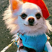 Gizmo a rejoint le concours — aidez-le/la à gagner de superbes lots ! animal, beret, chihuahua, close_up, cute, dog, fashion, fluffy, friendly, harness, hat, leash, outdoor, pet, portrait, small_dog, smiling, sunlight, walking, white_fur