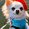 animal, beret, chihuahua, close_up, cute, dog, fashion, fluffy, friendly, harness, hat, leash, outdoor, pet, portrait, small_dog, smiling, sunlight, walking, white_fur