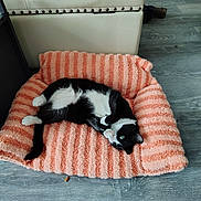 Yala is registered to the contest to win money with this photo: animal, black_and_white_cat, cat, comfortable, cozy, cute, domestic_cat, feline, floor, fluffy, household, indoor, lying_down, paws, pet_bed, playful, relaxed, resting, striped_bed, wooden_floor