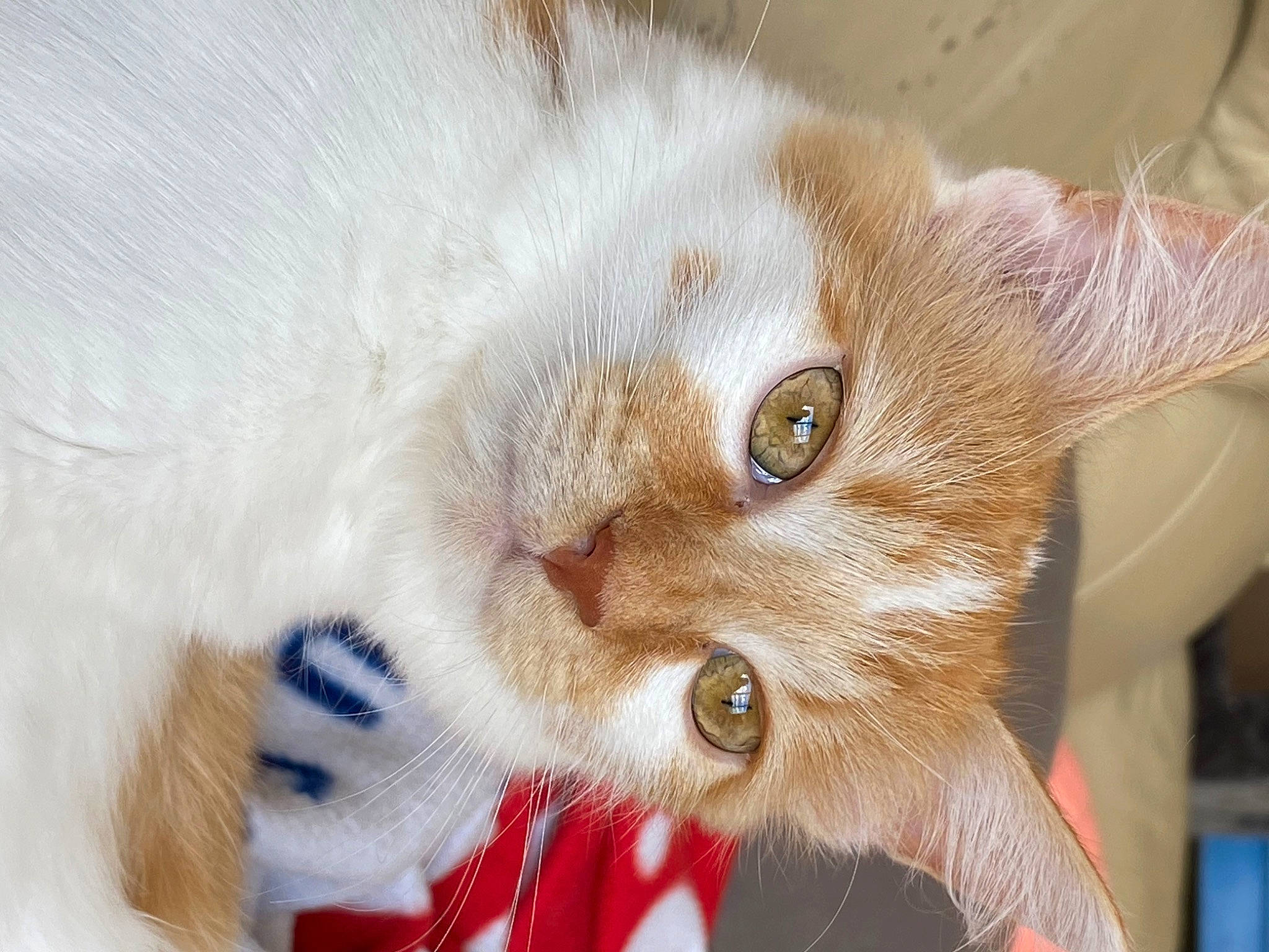 Topaze a rejoint le concours — aidez-le/la à gagner de superbes lots ! carnivore, cat, claw, domestic_short_haired_cat, fawn, felidae, fur, paw, small_to_medium_sized_cats, whiskers