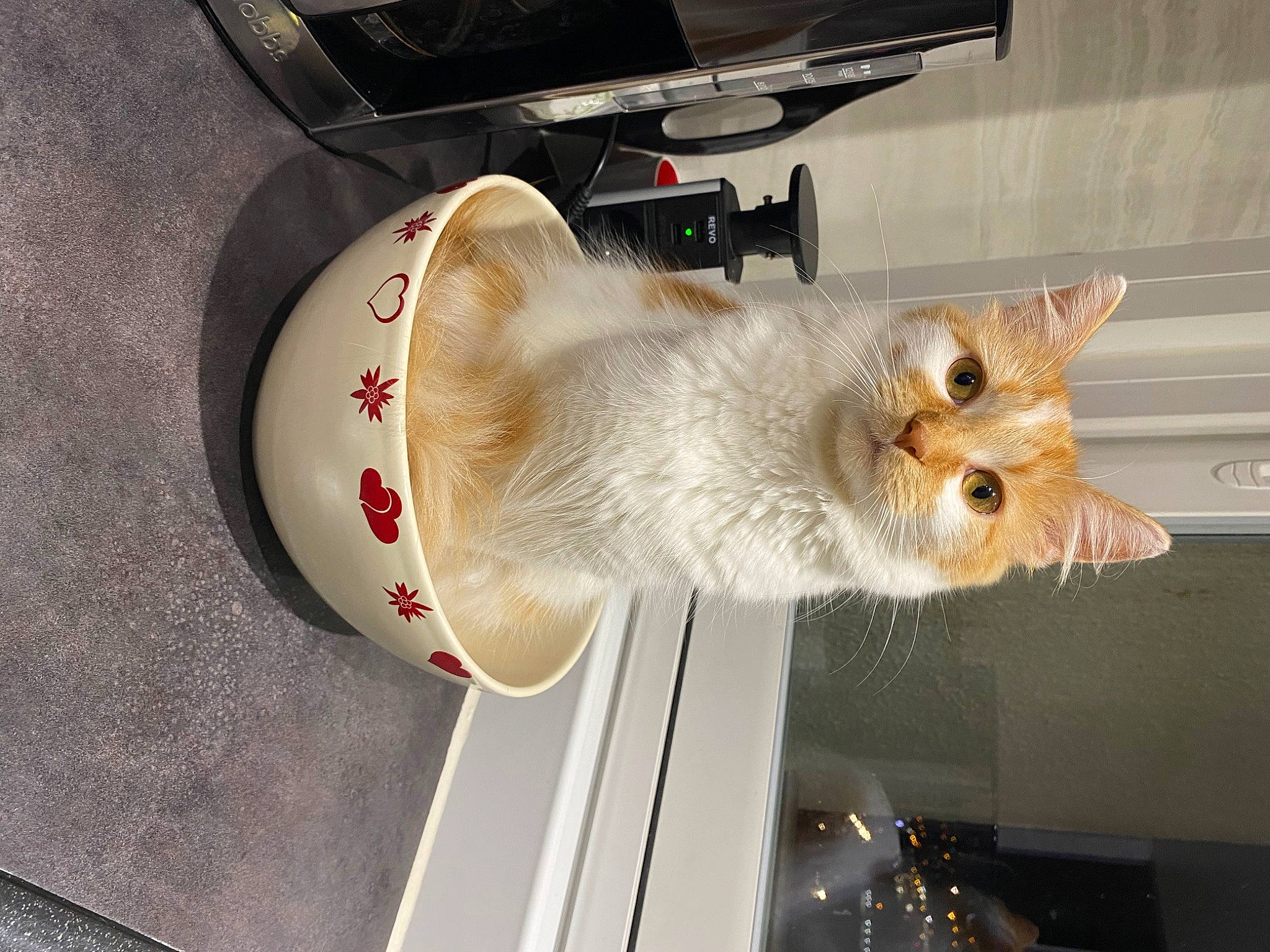 Topaze a rejoint le concours — aidez-le/la à gagner de superbes lots ! carnivore, cat, collar, computer_keyboard, domestic_short_haired_cat, drum, fawn, felidae, fur, room, small_to_medium_sized_cats, tail, whiskers, wood