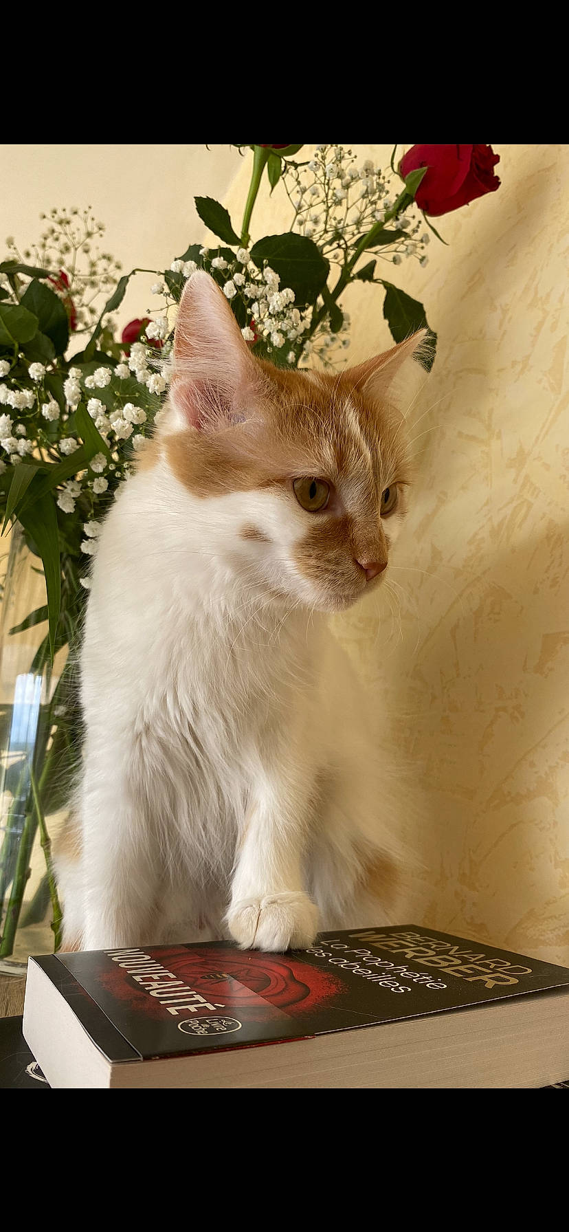 Topaze participe au concours pour gagner de l'argent avec cette photo : art, balinese, carnivore, cat, domestic_short_haired_cat, door, fawn, felidae, flower, fur, paw, petal, plant, publication, small_to_medium_sized_cats, snout, tail, tree, whiskers, window