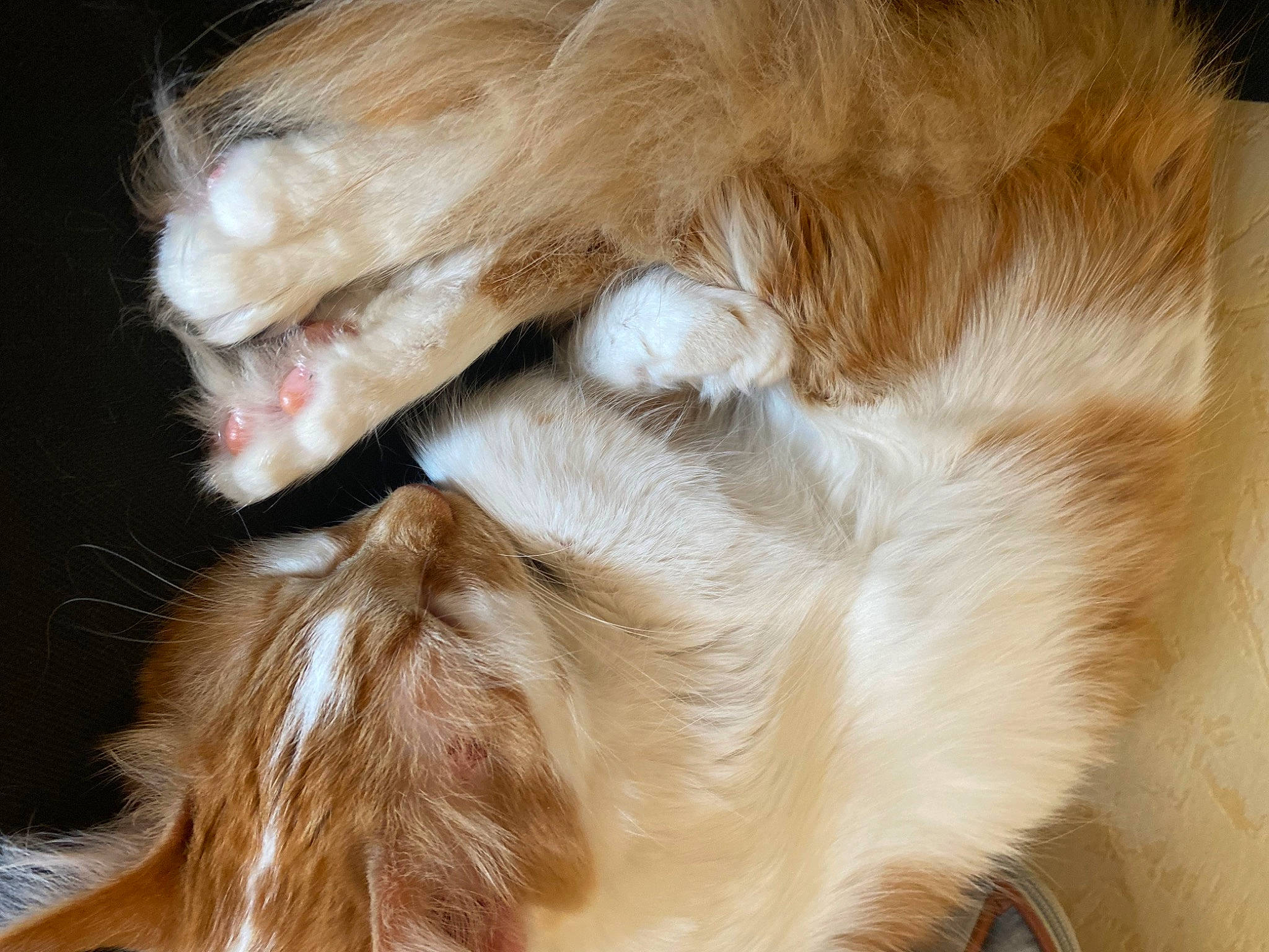 Topaze participe au concours pour gagner de l'argent avec cette photo : canidae, carnivore, claw, companion_dog, dog_breed, ear, eyelash, fawn, felidae, fur, head, human_body, liver, natural_material, paw, small_to_medium_sized_cats, snout, sporting_group, tail, whiskers