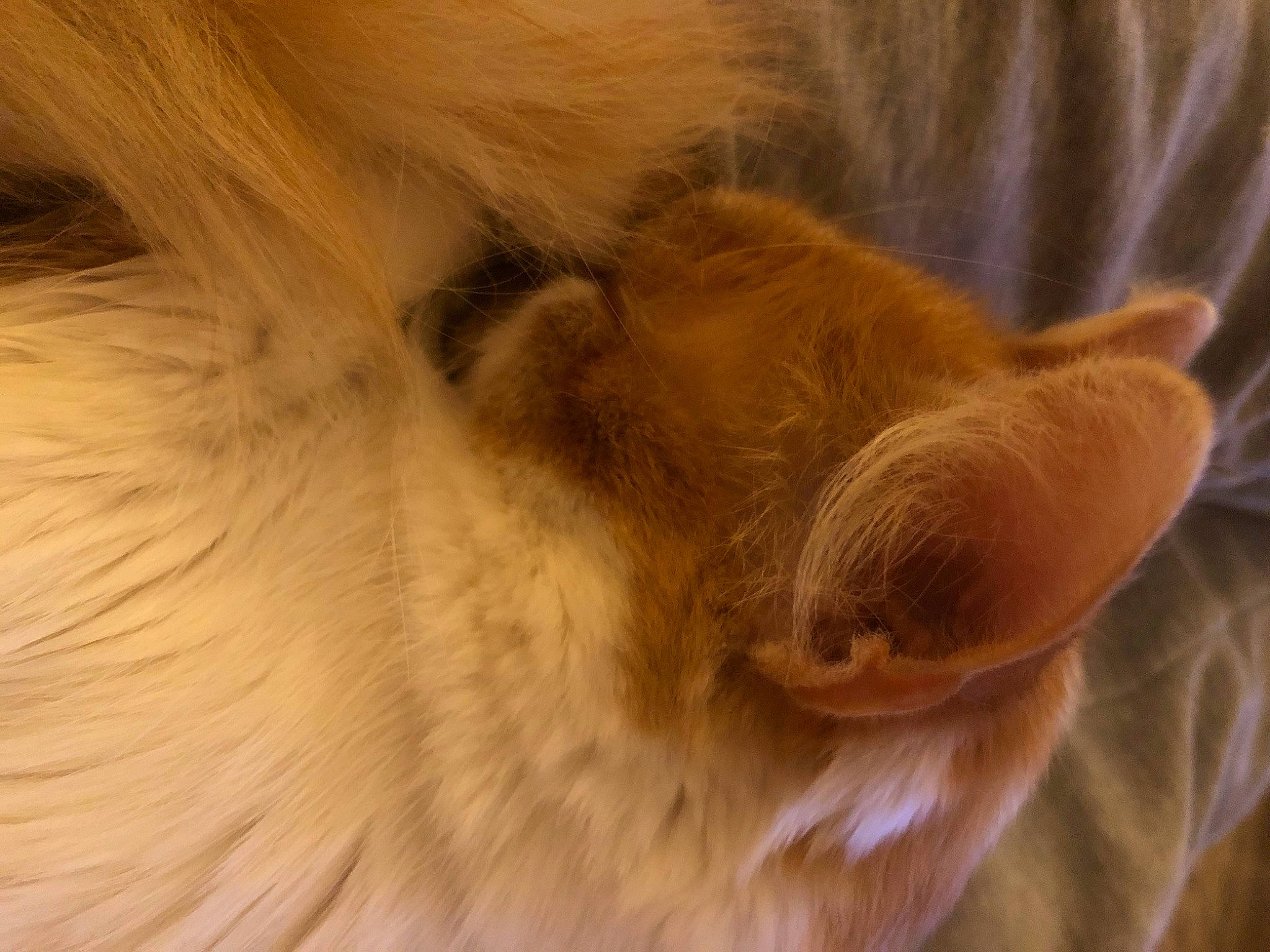 Topaze a rejoint le concours — aidez-le/la à gagner de superbes lots ! canidae, carnivore, cat, claw, comfort, ear, eye, fawn, felidae, fur, liver, nap, paw, sleep, small_to_medium_sized_cats, snout, tail, terrestrial_animal, whiskers, wood