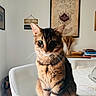 cat, tabby, indoor, chair, feline, pet, animal, portrait, home, books, decor, whiskers, ears, fur, table, vase, wall_art, sitting, curious, calm