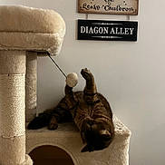 Sinbad a rejoint le concours — aidez-le/la à gagner de superbes lots ! cat, tabby_cat, cat_tree, toy, indoor, pet, playful, paws, fuzzy_ball, beige, wooden_sign, wall, decor, harry_potter, leaky_cauldron, diagon_alley, furniture, animal, cute, relaxing