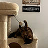 cat, tabby_cat, cat_tree, toy, indoor, pet, playful, paws, fuzzy_ball, beige, wooden_sign, wall, decor, harry_potter, leaky_cauldron, diagon_alley, furniture, animal, cute, relaxing