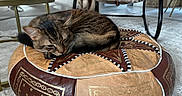Sinbad a rejoint le concours — aidez-le/la à gagner de superbes lots ! cat, tabby, sleeping, pouf, decorative, patterned, indoor, living_room, furniture, chair, table, rug, cozy, pet, resting, whiskers, fur, relaxed, home, soft
