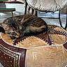cat, tabby, sleeping, pouf, decorative, patterned, indoor, living_room, furniture, chair, table, rug, cozy, pet, resting, whiskers, fur, relaxed, home, soft