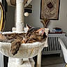 cat, tabby_cat, sleeping, cat_tree, hammock, indoor, furniture, books, framed_picture, relaxing, pet, cozy, paw, fur, window, home, decor, quiet, resting, domestic_animal