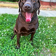 Hazel joined the competition — help win amazing prizes! animal, blurred_background, canine, chocolate_lab, closeup, clover, dog, friendly, grass, greenery, happy, labrador, nature, outdoor, pet, playful, portrait, sitting, sunlight, tongue_out