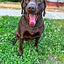animal, blurred_background, canine, chocolate_lab, closeup, clover, dog, friendly, grass, greenery, happy, labrador, nature, outdoor, pet, playful, portrait, sitting, sunlight, tongue_out
