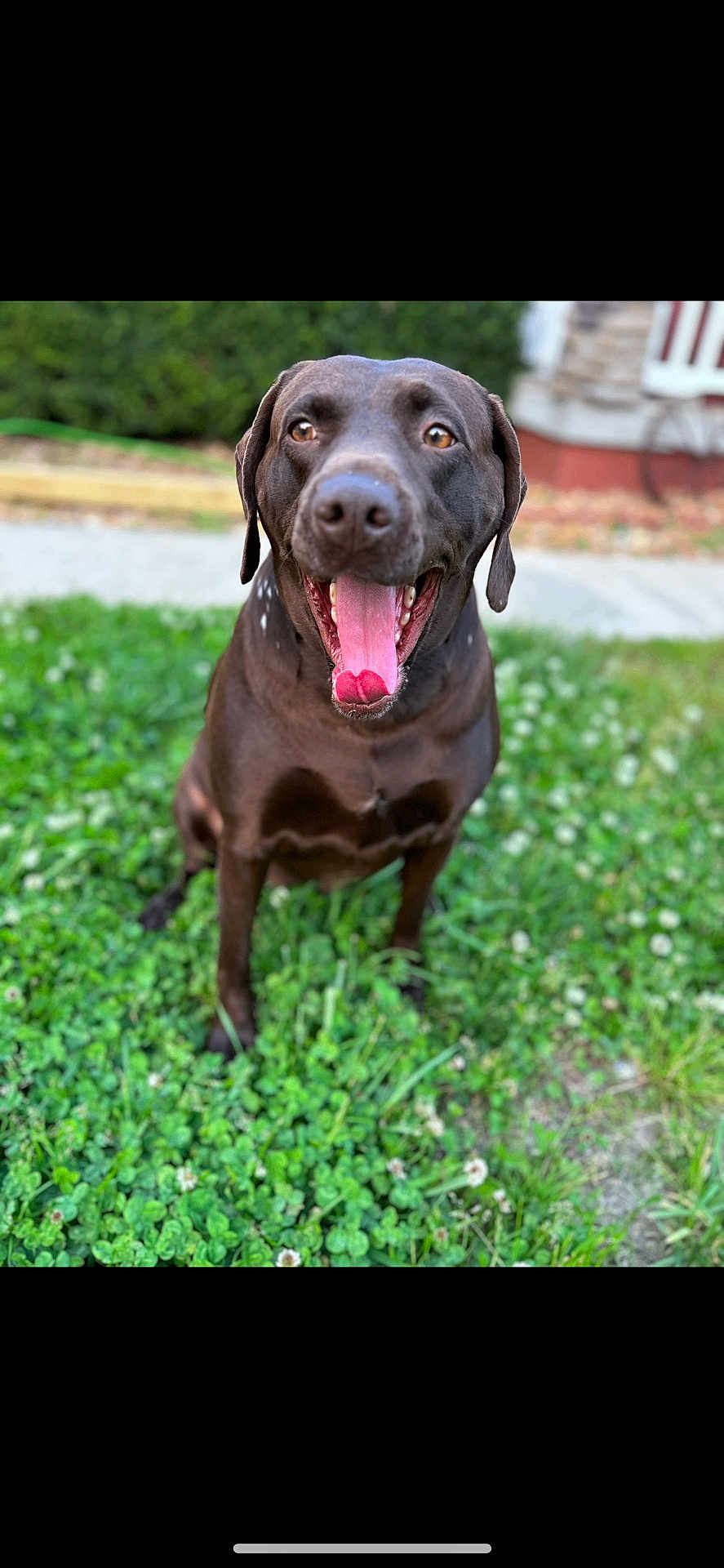 Hazel