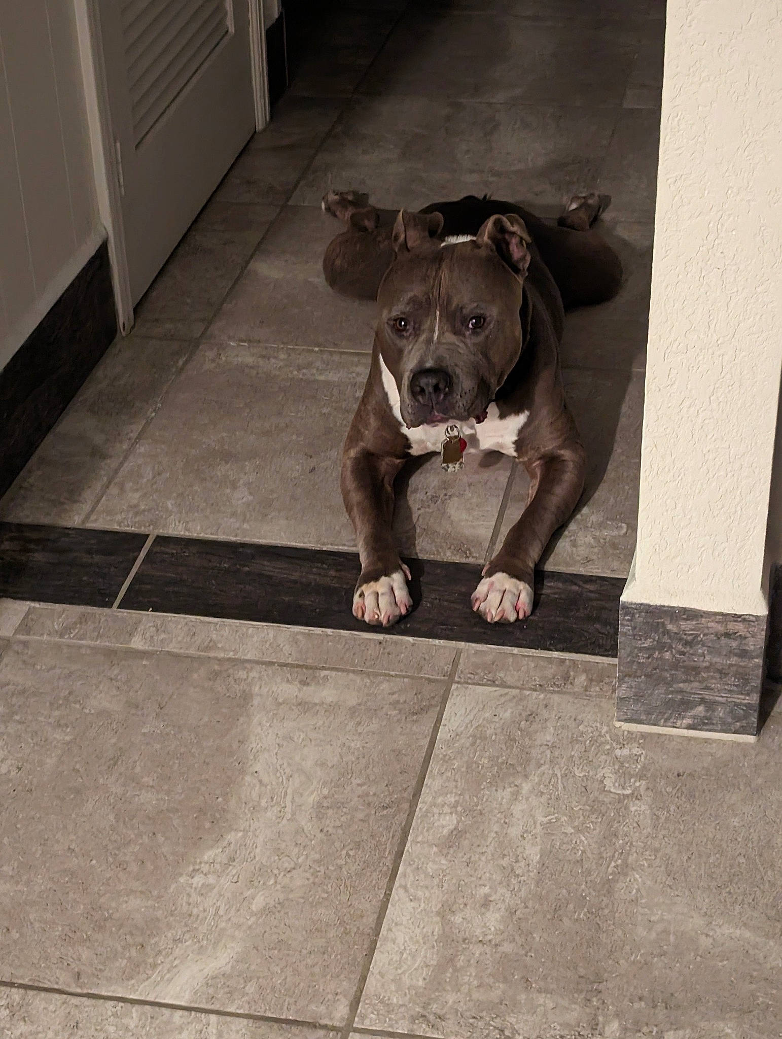 Kai is registered to the contest to win money with this photo: art, carnivore, companion_dog, dog, dog_breed, fawn, floor, flooring, fur, grey, monochrome, monochrome_photography, room, shadow, sidewalk, snout, sporting_group, tints_and_shades, wood, working_animal