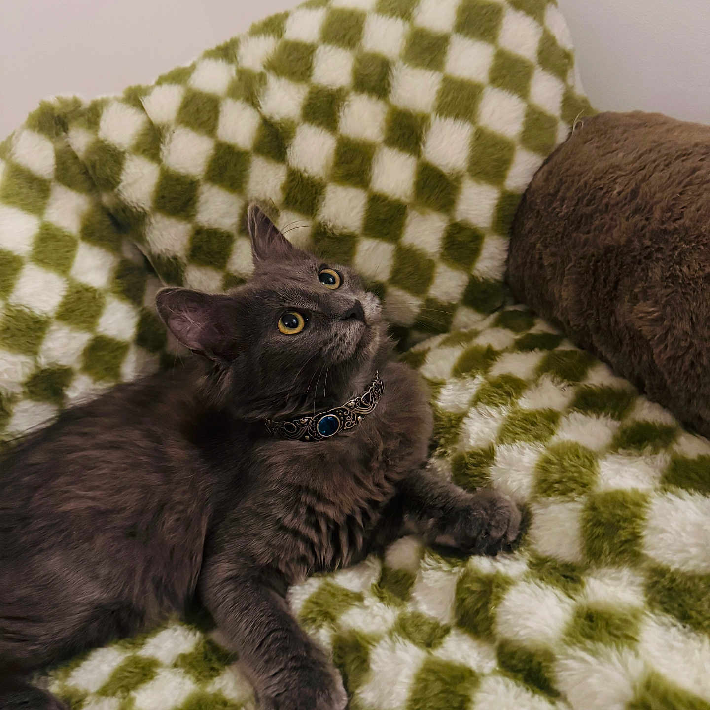 Bestet participe au concours pour gagner de l'argent avec cette photo : cat, gray_cat, feline, collar, yellow_eyes, fluffy, pet, indoor, blanket, checkered_pattern, green, white, cozy, fur, cute, relaxed, animal, mammal, domestic, resting