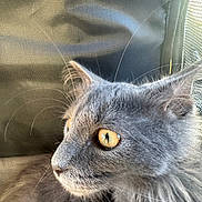 Bestet participe au concours pour gagner de l'argent avec cette photo : cat, gray_cat, close_up, profile, whiskers, golden_eyes, feline, pet, animal, fur, portrait, indoor, looking_away, side_view, curious, texture, soft_light, detailed, mammal, domestic_animal