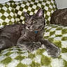 Bestet a rejoint le concours — aidez-le/la à gagner de superbes lots ! cat, gray_cat, pet, feline, collar, blue_collar, resting, relaxed, indoor, cozy, blanket, checkered_pattern, green, white, fur, animal, cute, whiskers, paw, fluffy
