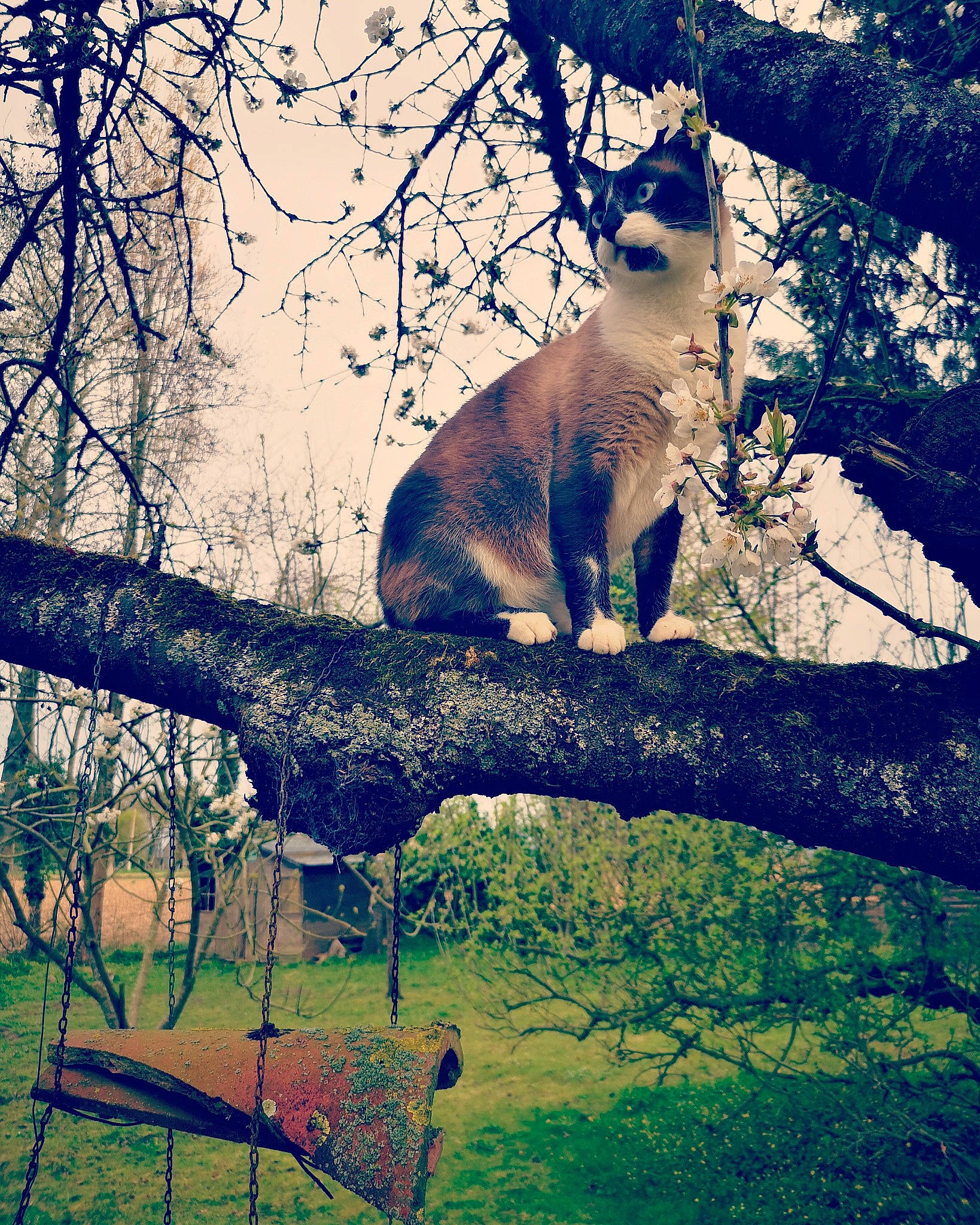 Lutin a rejoint le concours — aidez-le/la à gagner de superbes lots ! adaptation, branch, carnivore, cat, felidae, leaf, plant, sky, small_to_medium_sized_cats, tail, tree, trunk, whiskers, wildlife, woody_plant