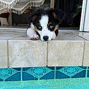 Mia is registered to the contest to win money with this photo: puppy, dog, blue_eyes, tile, pool, water, indoor, floor, fringe, blanket, curious, pet, animal, resting, close_up, cute, young, black, white, brown