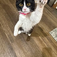 Chamy is registered to the contest to win money with this photo: cat, black_and_white, pet, indoor, playful, paw, collar, wooden_floor, yellow_eyes, feline, whiskers, curious, young_cat, domestic_animal, close_up, alert, cute, fur, animal, active