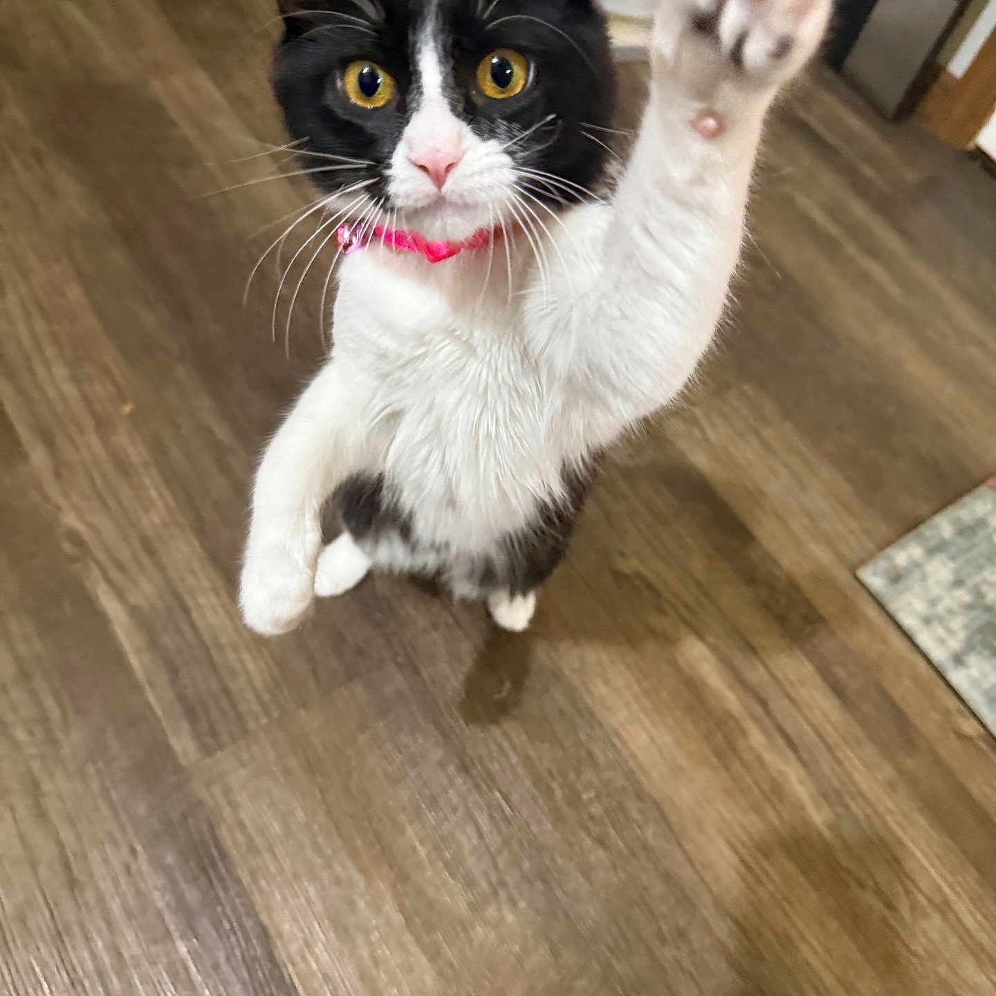 Chamy is registered to the contest to win money with this photo: active, alert, animal, black_and_white, cat, close_up, collar, curious, cute, domestic_animal, feline, fur, indoor, paw, pet, playful, whiskers, wooden_floor, yellow_eyes, young_cat