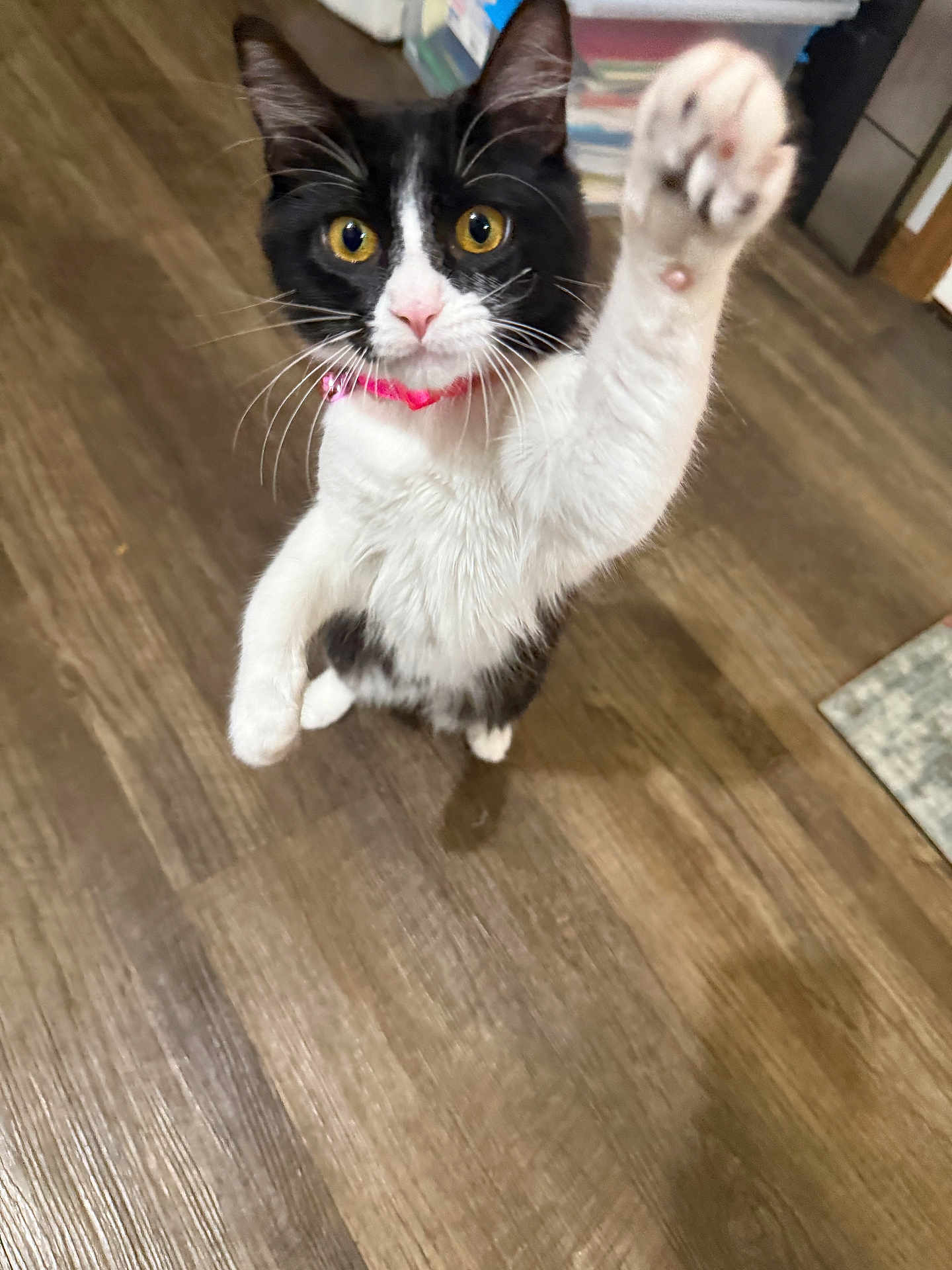 Chamy is registered to the contest to win money with this photo: cat, black_and_white, pet, indoor, playful, paw, collar, wooden_floor, yellow_eyes, feline, whiskers, curious, young_cat, domestic_animal, close_up, alert, cute, fur, animal, active