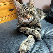 Kali a rejoint le concours — aidez-le/la à gagner de superbes lots ! animal, cat, closeup, crossed_paws, cute, domestic, ears, feline, furniture, green_eyes, home, indoor, leather_couch, pet, portrait, relaxed, resting, tabby, whiskers, wooden_drawer