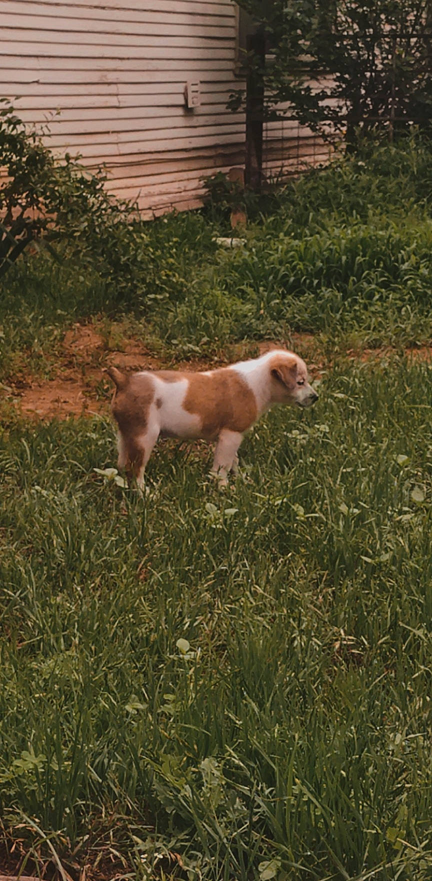 Hades is registered to the contest to win money with this photo: canidae, carnivore, companion_dog, dog_breed, fawn, fur, grass, grassland, grazing, groundcover, landscape, livestock, pasture, plant, shrub, soil, tail, terrestrial_animal, tree, working_animal