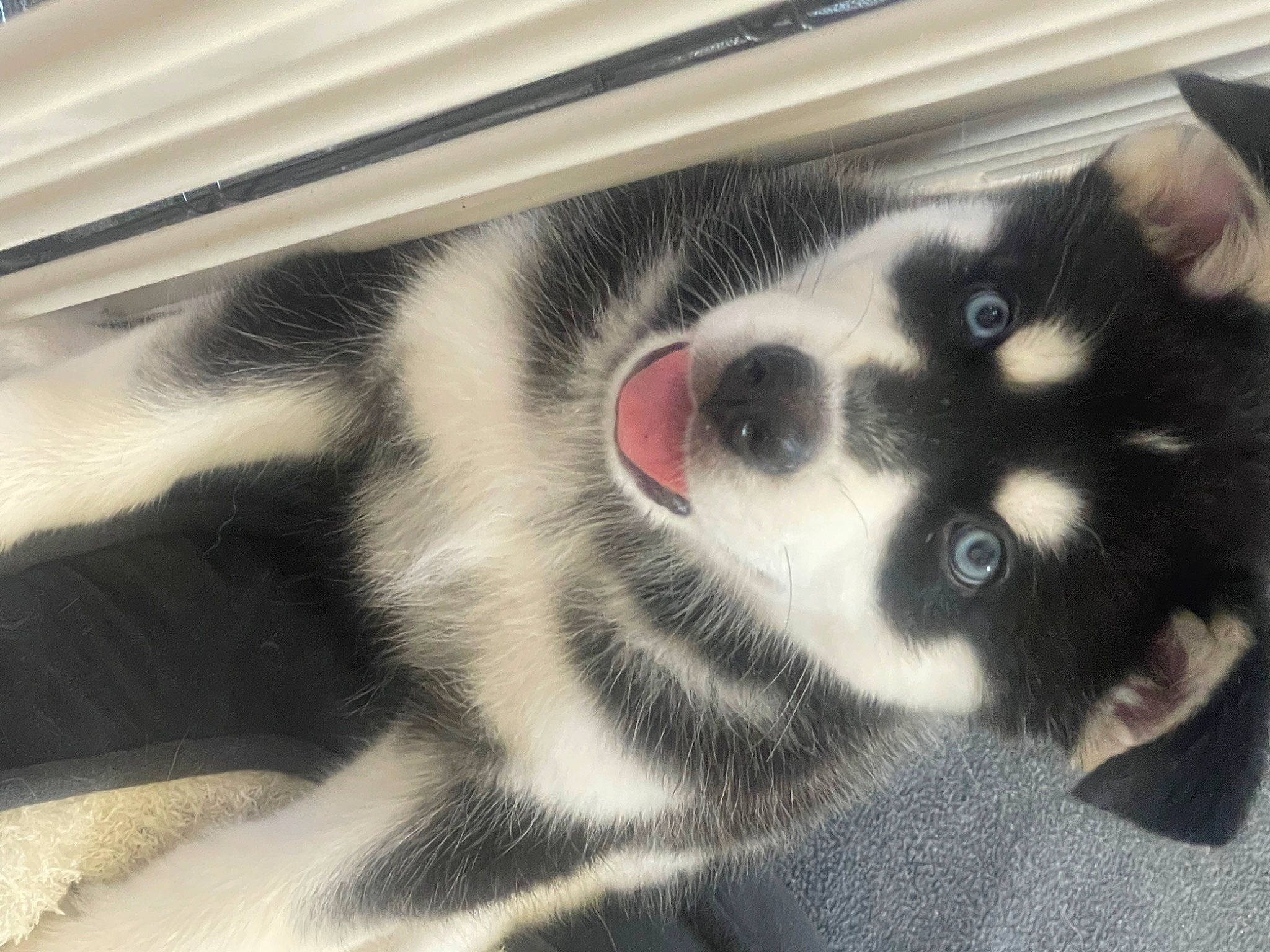 Skky joined the competition — help win amazing prizes! carnivore, companion_dog, dog, dog_breed, foot, fur, paw, sporting_group, terrestrial_animal, whiskers, working_animal, working_dog