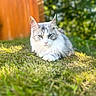 Sophie is registered to the contest to win money with this photo: cat, fluffy_cat, outdoor, grass, sunlight, greenery, fence, pet, animal, relaxed, nature, mammal, portrait, fur, whiskers, ears, daylight, closeup, resting, cute