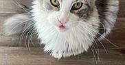 Sophie joined the competition — help win amazing prizes! cat, fluffy, ears, yellow_eyes, tongue, wooden_floor, pet, animal, whiskers, fur, cute, indoor, looking_up, tabby, domestic_cat, muzzle, small, feline, closeup, curious