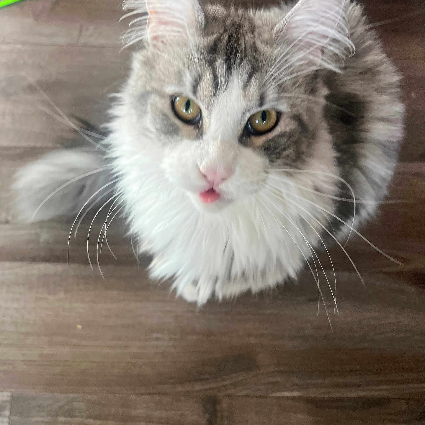 Sophie